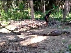Ular Piton 6 Meter Diduga Mangsa Anak Kambing di Bone Bolango Ditangkap Warga