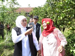 Gubernur Khofifah Safari Ramadhan ke Perkebunan Buah Organik di Jember