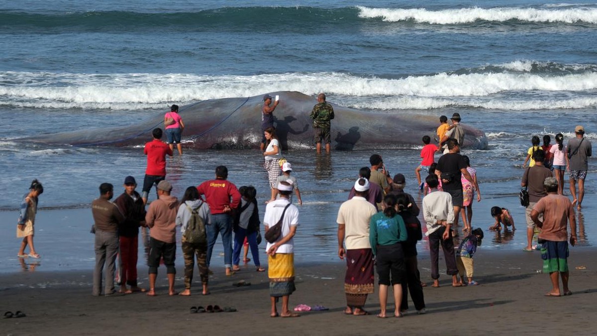 FOTO: Paus Terdampar di Perairan Bali
