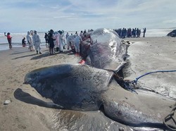Selesai Dinekropsi, Paus Mati di Pantai Yeh Leh Tak Terindikasi Perburuan