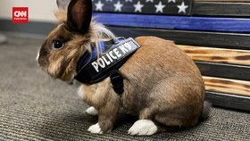 VIDEO: Kelinci Imut Jadi Anggota K9 Kepolisian di California AS