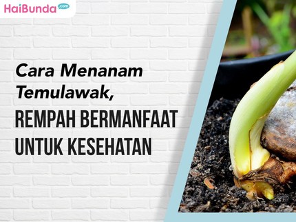 Cara Menanam Temulawak, Rempah yang Bermanfaat untuk Kesehatan