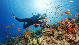 Indonesia Masuk 3 Besar Destinasi Scuba Diving Terbaik di Dunia