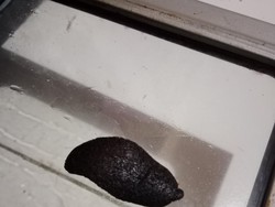 Kocak! Pertama Kali Bikin Kue Lidah Kucing Hasilnya Malah Jadi Lidah Setan