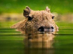 Kapibara Hilang dari Kebun Binatang, Netizen Panggil Ia Pulang
