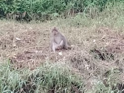 Monyet Liar Berkeliaran di Permukiman Bikin Warga Pasuruan Resah
