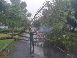 Hujan Deras Disertai  Angin Kencang Tumbangkan 5 Pohon di Surabaya