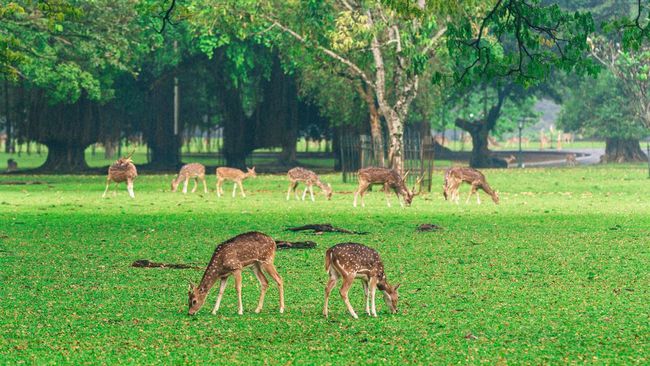 Kebun Raya Bogor: Aktivitas, Jam Operasional, dan Harga Tiket Masuk