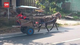 VIDEO: Selama Arus Mudik Lebaran, Delman di Garut Dilarang Beroperasi