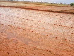 200 Hektare Sawah di Kolaka Sultra Terendam Lumpur Tambang