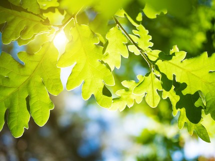 7 Tanaman Hias Pemicu Alergi yang Sering Tak Disadari