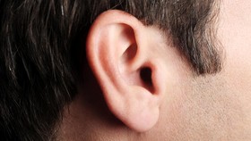 Cara Kerja Telinga dalam Menangkap Gelombang Suara