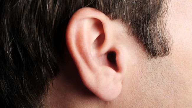 Cara Kerja Telinga dalam Menangkap Gelombang Suara Telinga merupakan organ yang berfungsi sebagai indra pendengaran. Berikut tahapan dan cara kerja telinga dalam menangkap gelombang suara.