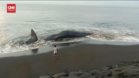 VIDEO: BKSDA Ungkap Penyebab 3 Paus Mati di Pantai Bali