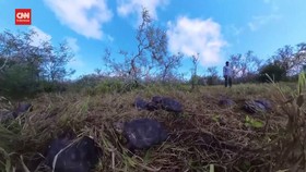 VIDEO: Melihat Pelepasan Puluhan Kura-kura Raksasa di Galapagos