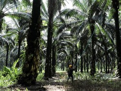 Apa Dampak UU Rantai Suplai Uni Eropa Bagi Petani Sawit?