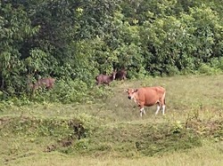 Kisah Sedih Banteng Betina yang Hidup Sendiri di Cagar Alam Pangandaran