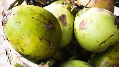 Tak Lagi Pakai Monyet, Kementan Uji Alat Panjat Kelapa Buatan Kampus