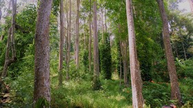 Hutan-hutan Makin 'Mendaki' Gunung Imbas Bumi Memanas