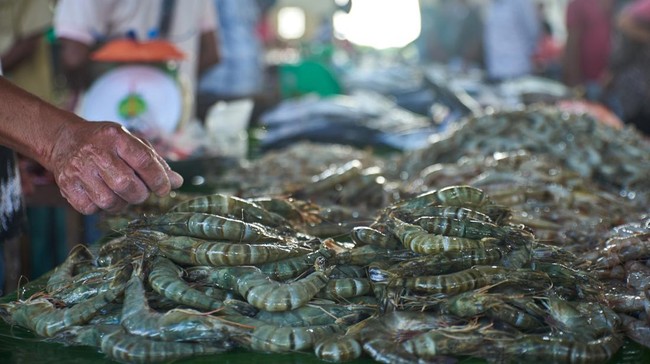 Perusahaan udang terafiliasi Kaesang Pangarep, PT Panca Mitra Multipersada Tbk (PMPP), rugi US$12,84 juta atau sekitar Rp210,4 miliar pada semester I 2024.