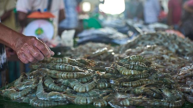 Perusahaan Udang Investasi Kaesang Rugi Rp210,4 M Semester I 2024