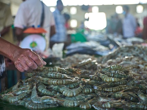 Anak Buah Zulhas Pastikan 18 Kontainer Udang Tak Terkontaminasi Cs-137