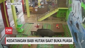 VIDEO: Kedatangan Babi Hutan Saat Buka Puasa