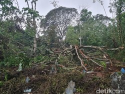 Pohon Umur Seabad Tumbang, Timpa Sejumlah Makam di Majalengka