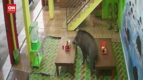 VIDEO: Jelang Berbuka, Babi Hutan Masuk Kedai Bakso, Pengunjung Panik