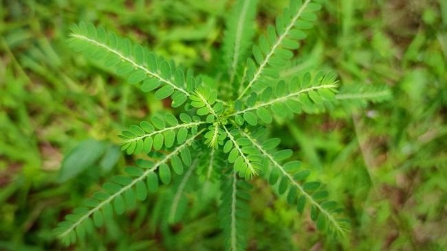 Manfaat daun meniran untuk asam urat sudah diketahui sejak lama. Daun ini bekerja dengan menurunkan kadar asam urat dalam darah.