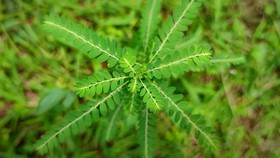 Daun Meniran Bisa Redakan Asam Urat, Bagaimana Caranya?