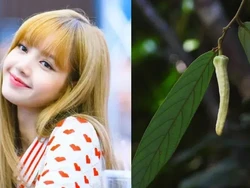 Wujud Baru Lisa Blackpink di Thailand