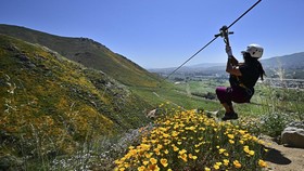 FOTO: Memacu Adrenalin di Atas Hamparan Bunga Liar California