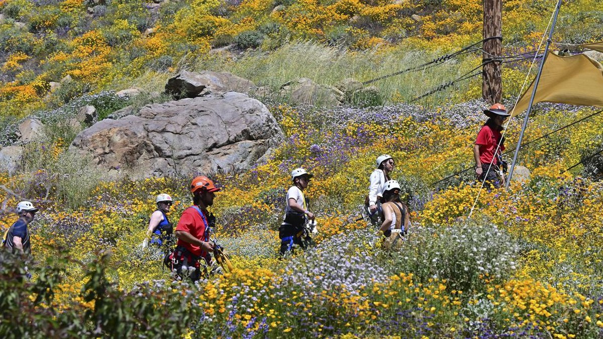 FOTO: Memacu Adrenalin di Atas Hamparan Bunga Liar California