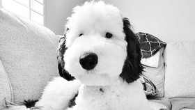 Bayley, Versi Nyata Karakter Snoopy yang Bikin Geger Dunia Maya