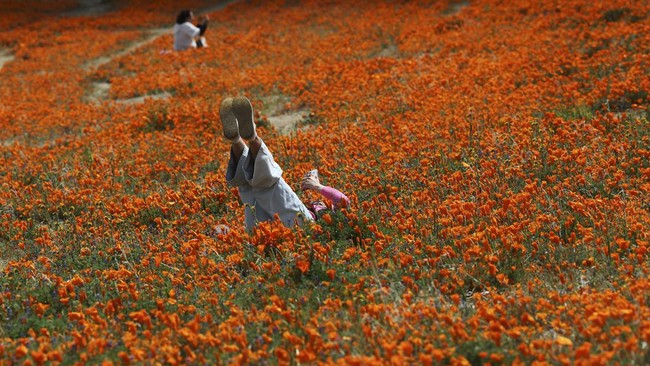 FOTO: Tersihir Hamparan Bunga Poppy di Lembah Super Cantik