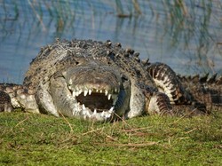 Pria Gigit Balik Buaya yang Mau Memangsanya dan Selamat