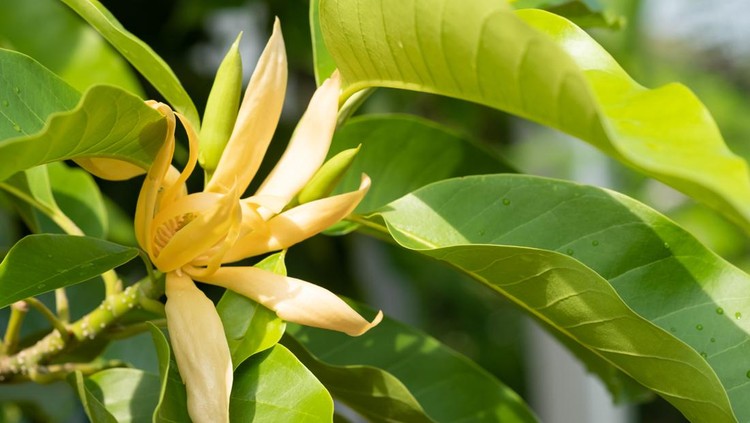 bunga cempaka/magnolia champaca/bunga kantil White Champaka Flowers and Green Leaves With Sunlight.