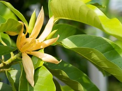 Makna Bunga Kantil dan Burung Kepodang, Flora & Fauna Identitas Jawa Tengah