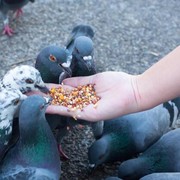 10 Hewan Tercerdas di Dunia, Ada Tikus hingga Merpati