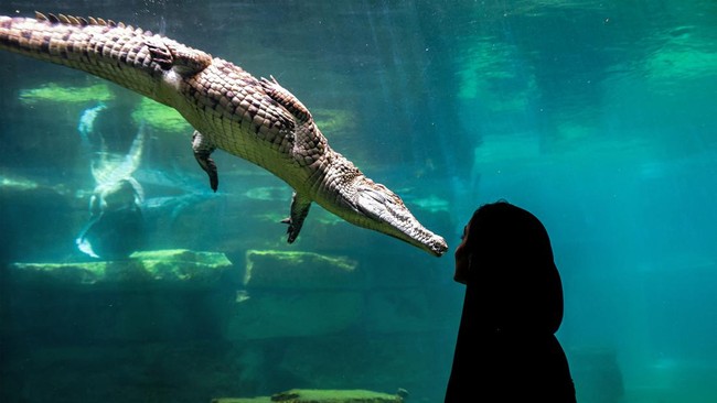 FOTO: Dubai Kini Punya Taman Khusus Buaya