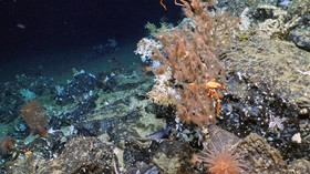 FOTO: Kejutan dari Terumbu Karang Kuno di Kepulauan Galapagos