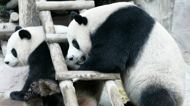 Lin Hui, panda yang dipinjamkan China ke Thailand mati mendadak pada Rabu (19/4). Lin Hui mati saat berusia 21 tahun. 