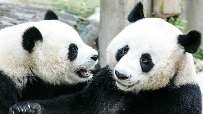 Dua ekor panda raksasa yang telah tinggal di Skotlandia selama 12 tahun melakukan perjalanan udara dengan "akomodasi kelas satu" untuk kembali ke China.