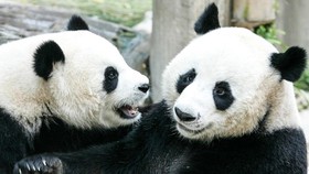 Dua Panda Mudik ke China Naik Penerbangan 'Kelas Satu' dari Skotlandia
