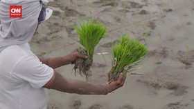 VIDEO: Ilmuwan Filipina Kembangkan Padi Tahan Cuaca Ekstrem