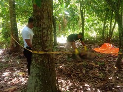 Mayat Perempuan Ditemukan Membusuk di Kebun Warga