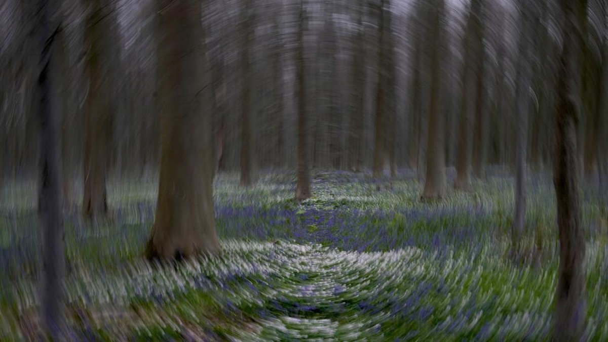 FOTO: Terpikat Hamparan Bunga Biru di Hutan Belgia