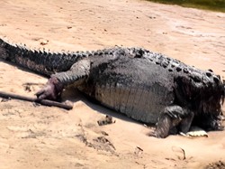 Geger Buaya Raksasa Ditemukan Tanpa Kepala