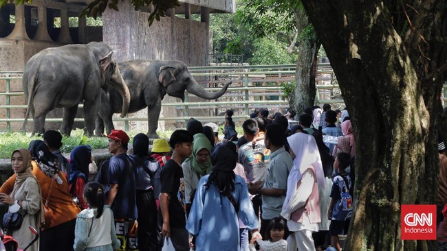 Taman Margasatwa Ragunan dipadati pengunjung di momen libur Natal 2023. Imbasnya, lalu lintas di Jalan Harsono RM menuju TMR mengalami kemacetan.